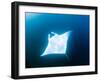 Male Manta Ray-Louise Murray-Framed Photographic Print