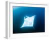 Male Manta Ray-Louise Murray-Framed Photographic Print
