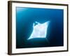 Male Manta Ray-Louise Murray-Framed Photographic Print