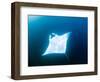 Male Manta Ray-Louise Murray-Framed Photographic Print