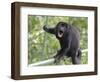 Male Mantled howler monkey on foot bridge, Costa Rica-Doug Wechsler-Framed Photographic Print