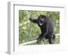 Male Mantled howler monkey on foot bridge, Costa Rica-Doug Wechsler-Framed Photographic Print