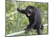 Male Mantled howler monkey on foot bridge, Costa Rica-Doug Wechsler-Mounted Photographic Print