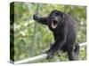 Male Mantled howler monkey on foot bridge, Costa Rica-Doug Wechsler-Stretched Canvas