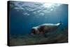 Male Monk Seal (Monachus Monachus) Deserta Grande, Desertas Islands, Madeira, Portugal-Sá-Stretched Canvas