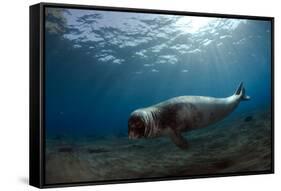 Male Monk Seal (Monachus Monachus) Deserta Grande, Desertas Islands, Madeira, Portugal-Sá-Framed Stretched Canvas