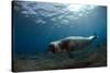 Male Monk Seal (Monachus Monachus) Deserta Grande, Desertas Islands, Madeira, Portugal-Sá-Stretched Canvas