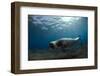 Male Monk Seal (Monachus Monachus) Deserta Grande, Desertas Islands, Madeira, Portugal-Sá-Framed Photographic Print