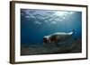 Male Monk Seal (Monachus Monachus) Deserta Grande, Desertas Islands, Madeira, Portugal-Sá-Framed Photographic Print