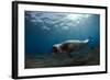 Male Monk Seal (Monachus Monachus) Deserta Grande, Desertas Islands, Madeira, Portugal-Sá-Framed Photographic Print