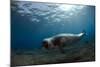 Male Monk Seal (Monachus Monachus) Deserta Grande, Desertas Islands, Madeira, Portugal-Sá-Mounted Photographic Print