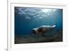 Male Monk Seal (Monachus Monachus) Deserta Grande, Desertas Islands, Madeira, Portugal-Sá-Framed Photographic Print