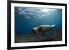 Male Monk Seal (Monachus Monachus) Deserta Grande, Desertas Islands, Madeira, Portugal-Sá-Framed Photographic Print