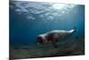 Male Monk Seal (Monachus Monachus) Deserta Grande, Desertas Islands, Madeira, Portugal-Sá-Mounted Photographic Print