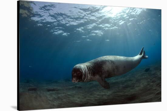 Male Monk Seal (Monachus Monachus) Deserta Grande, Desertas Islands, Madeira, Portugal-Sá-Stretched Canvas