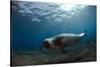 Male Monk Seal (Monachus Monachus) Deserta Grande, Desertas Islands, Madeira, Portugal-Sá-Stretched Canvas