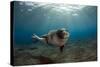 Male Monk Seal (Monachus Monachus) Portrait, Deserta Grande, Desertas Islands, Madeira, Portugal-Sá-Stretched Canvas