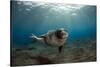 Male Monk Seal (Monachus Monachus) Portrait, Deserta Grande, Desertas Islands, Madeira, Portugal-Sá-Stretched Canvas