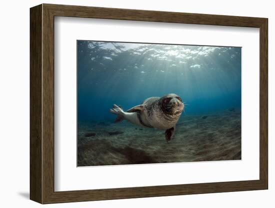 Male Monk Seal (Monachus Monachus) Portrait, Deserta Grande, Desertas Islands, Madeira, Portugal-Sá-Framed Photographic Print