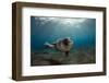 Male Monk Seal (Monachus Monachus) Portrait, Deserta Grande, Desertas Islands, Madeira, Portugal-Sá-Framed Photographic Print