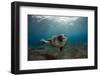 Male Monk Seal (Monachus Monachus) Portrait, Deserta Grande, Desertas Islands, Madeira, Portugal-Sá-Framed Photographic Print