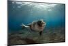 Male Monk Seal (Monachus Monachus) Portrait, Deserta Grande, Desertas Islands, Madeira, Portugal-Sá-Mounted Photographic Print