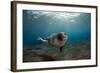 Male Monk Seal (Monachus Monachus) Portrait, Deserta Grande, Desertas Islands, Madeira, Portugal-Sá-Framed Photographic Print