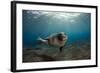 Male Monk Seal (Monachus Monachus) Portrait, Deserta Grande, Desertas Islands, Madeira, Portugal-Sá-Framed Photographic Print