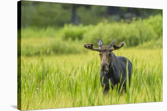 Male Moose in Polecat Creek. Flagg Ranch Wyoming-Michael Qualls-Stretched Canvas