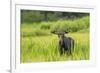 Male Moose in Polecat Creek. Flagg Ranch Wyoming-Michael Qualls-Framed Photographic Print