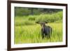 Male Moose in Polecat Creek. Flagg Ranch Wyoming-Michael Qualls-Framed Photographic Print