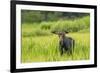 Male Moose in Polecat Creek. Flagg Ranch Wyoming-Michael Qualls-Framed Photographic Print