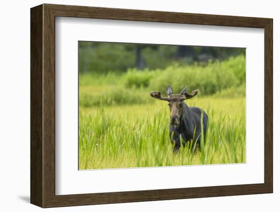 Male Moose in Polecat Creek. Flagg Ranch Wyoming-Michael Qualls-Framed Photographic Print