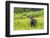 Male Moose in Polecat Creek. Flagg Ranch Wyoming-Michael Qualls-Framed Photographic Print