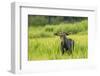 Male Moose in Polecat Creek. Flagg Ranch Wyoming-Michael Qualls-Framed Photographic Print