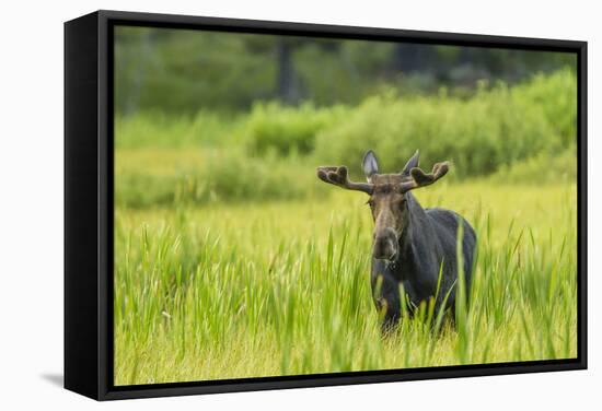 Male Moose in Polecat Creek. Flagg Ranch Wyoming-Michael Qualls-Framed Stretched Canvas