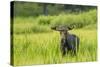 Male Moose in Polecat Creek. Flagg Ranch Wyoming-Michael Qualls-Stretched Canvas