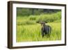 Male Moose in Polecat Creek. Flagg Ranch Wyoming-Michael Qualls-Framed Photographic Print