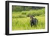 Male Moose in Polecat Creek. Flagg Ranch Wyoming-Michael Qualls-Framed Photographic Print