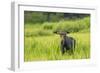 Male Moose in Polecat Creek. Flagg Ranch Wyoming-Michael Qualls-Framed Photographic Print