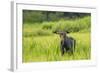 Male Moose in Polecat Creek. Flagg Ranch Wyoming-Michael Qualls-Framed Photographic Print