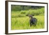 Male Moose in Polecat Creek. Flagg Ranch Wyoming-Michael Qualls-Framed Photographic Print