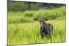 Male Moose in Polecat Creek. Flagg Ranch Wyoming-Michael Qualls-Mounted Photographic Print