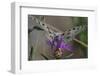 Male Mountain apollo butterfly nectaring on wildflower, Finland-Jussi Murtosaari-Framed Photographic Print