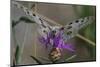 Male Mountain apollo butterfly nectaring on wildflower, Finland-Jussi Murtosaari-Mounted Photographic Print