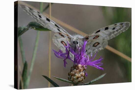 Male Mountain apollo butterfly nectaring on wildflower, Finland-Jussi Murtosaari-Stretched Canvas