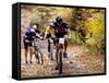 Male Mountain Biker Competing in a Race 1993 NY State Championships-null-Framed Stretched Canvas