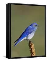 Male Mountain Bluebird, Douglas County, Colorado, USA-James Hager-Framed Stretched Canvas