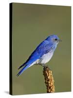 Male Mountain Bluebird, Douglas County, Colorado, USA-James Hager-Stretched Canvas