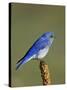Male Mountain Bluebird, Douglas County, Colorado, USA-James Hager-Stretched Canvas